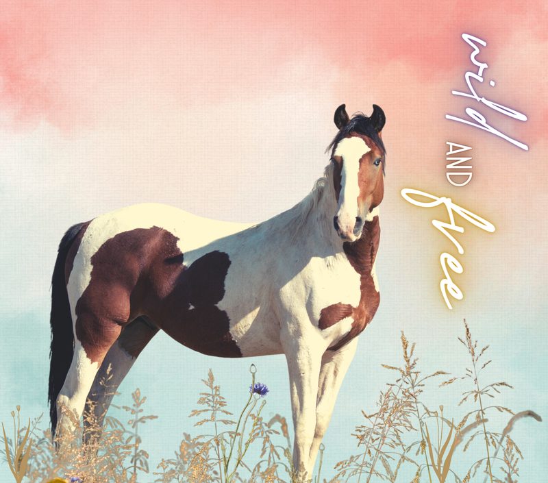 Horses